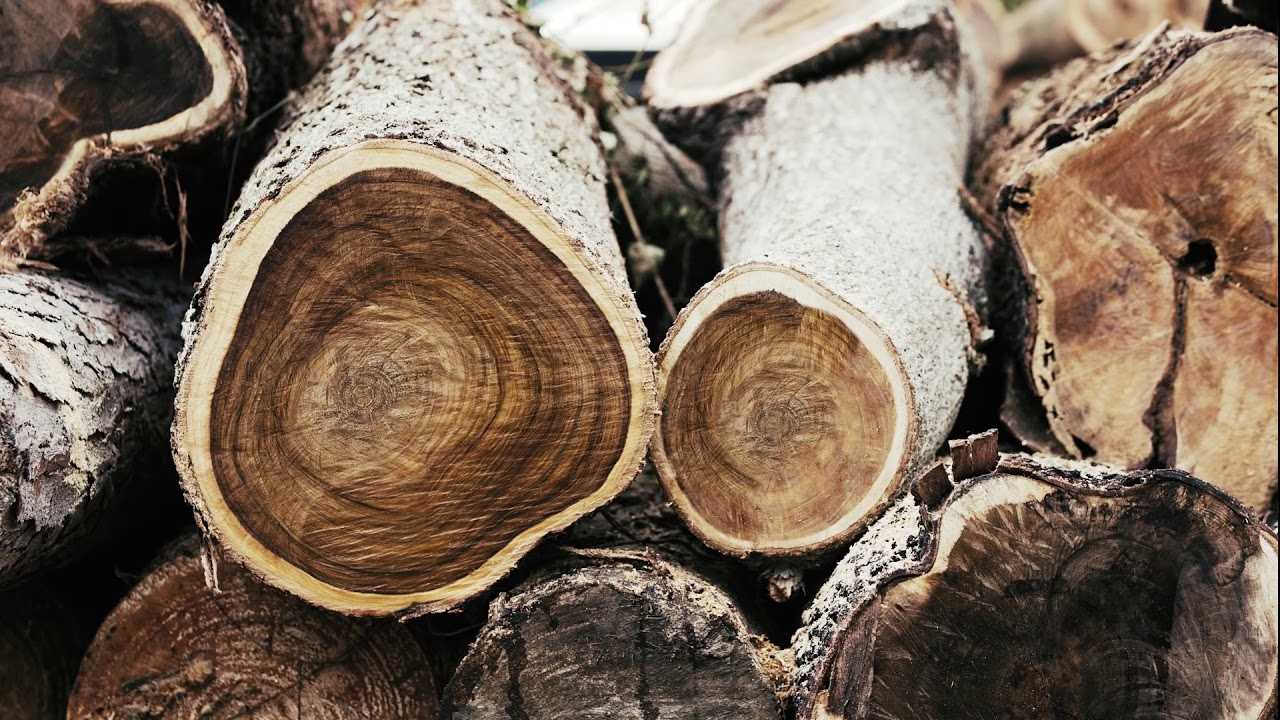 Gỗ Tràm là loại gỗ được khai thác từ cây Tràm trong tự nhiên hay có tên một gọi khác là cây khuynh diệp