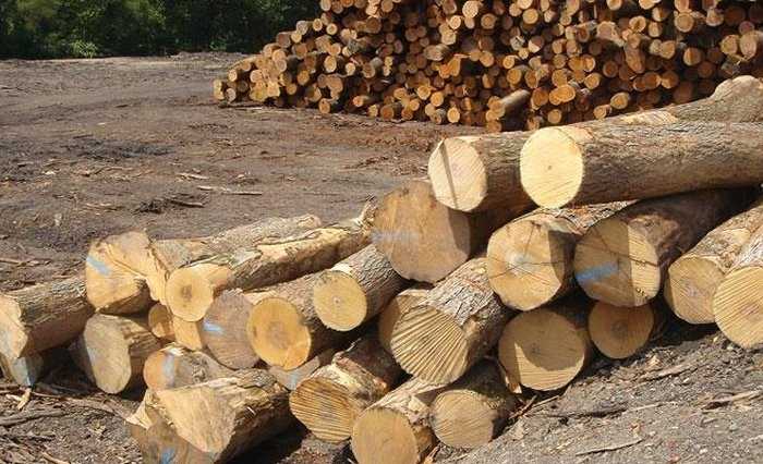 Cây Tràm nằm trong Nhóm cây IV cùng nhóm với cây gỗ cao su và là loại gỗ nhẹ