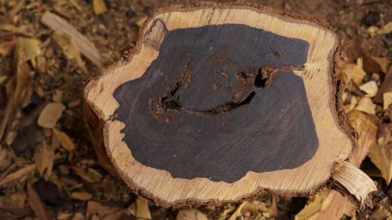Gỗ trắc đen là loại gỗ được liệt vào danh sách gỗ quý hiếm hàng đầu Việt Nam