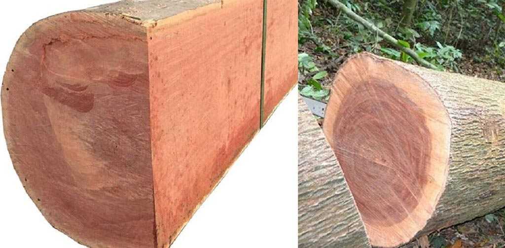 Gỗ xoan đào là loại gỗ thuộc nhóm VI có độ bền cao được nhiều khách hàng yêu thích 