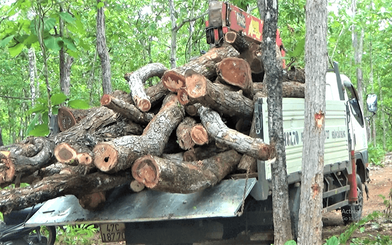 Danh sách các loại gỗ bị cấm khai thác ở Việt Nam