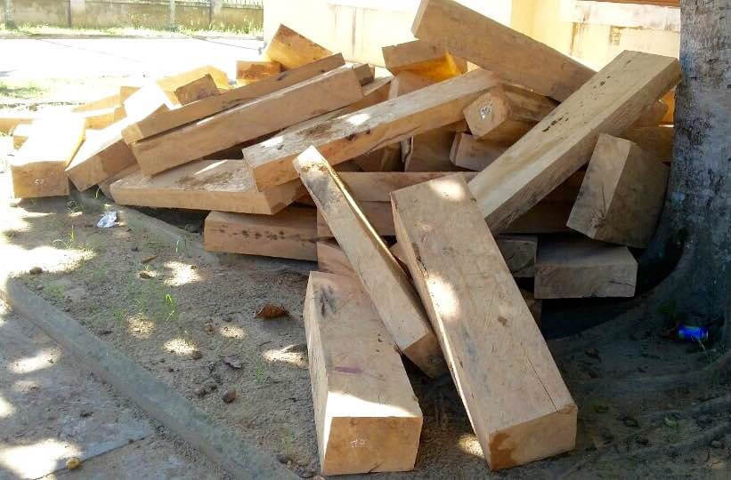 Gỗ Pơ Mu – Những loại gỗ bền nhất và có giá trị cao
