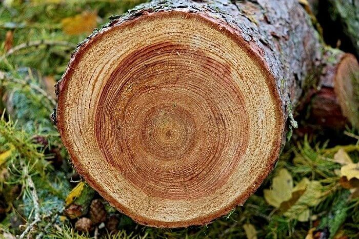 NHÓM I – Nhóm gỗ quý hiếm, đang được bảo tồn