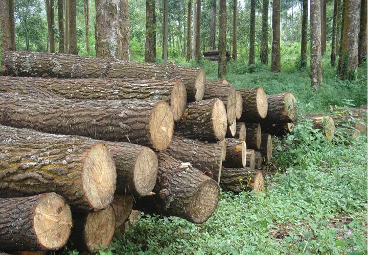 NHÓM VII – Nhóm gỗ nhẹ, sức chịu đựng kém, dễ bị cong vênh, mối mọt và dễ chế biến