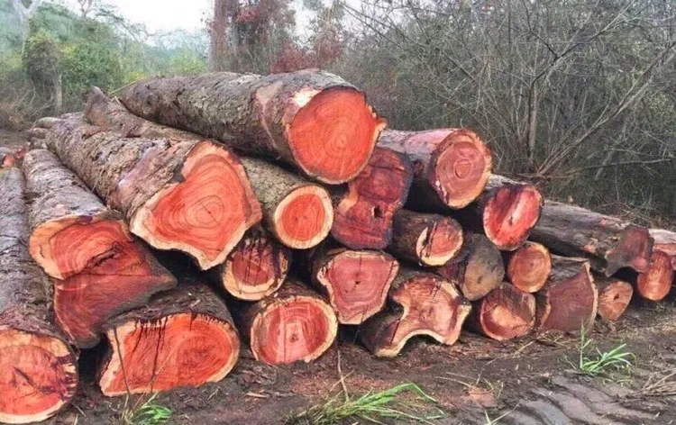 Top 7 loại gỗ quý nhất Việt Nam: Gỗ Cẩm Lai
