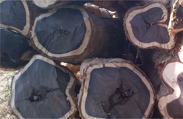 Top 7 loại gỗ quý nhất Việt Nam: Gỗ Mun