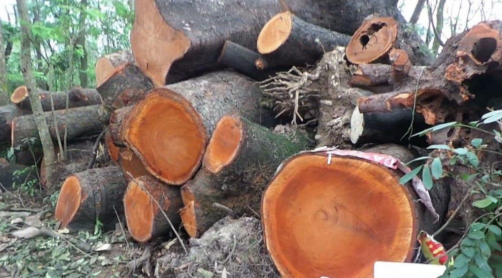 Top 7 loại gỗ quý nhất Việt Nam: Gỗ Long Não