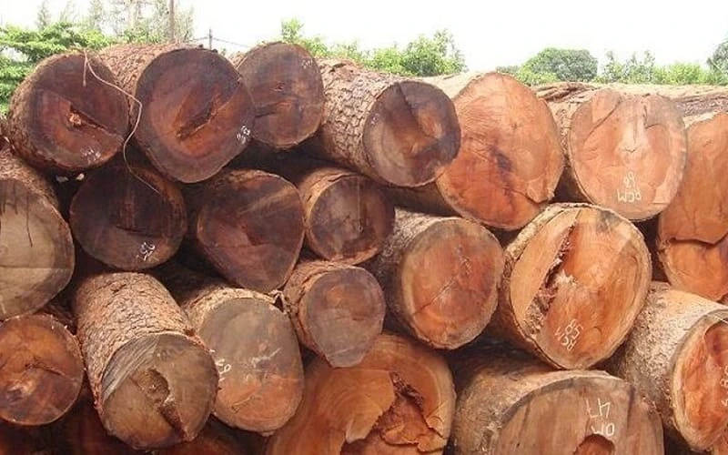 Top 7 loại gỗ quý nhất Việt Nam: Gỗ Hoàng Đàn