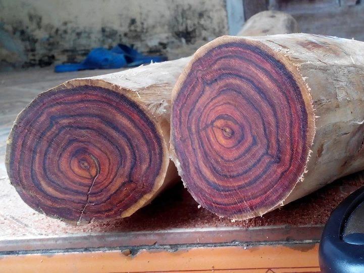 Top 7 loại gỗ quý nhất Việt Nam: Gỗ Sưa Đỏ