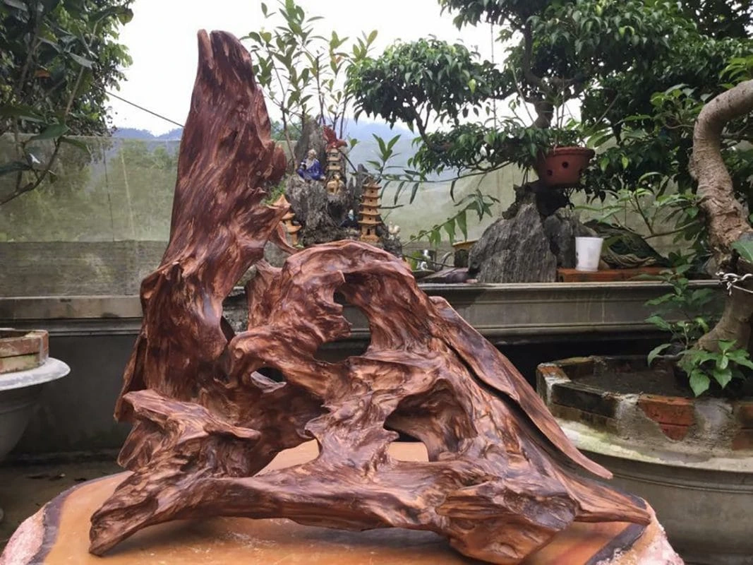 Top 7 loại gỗ quý nhất Việt Nam: Gỗ Ngọc Am