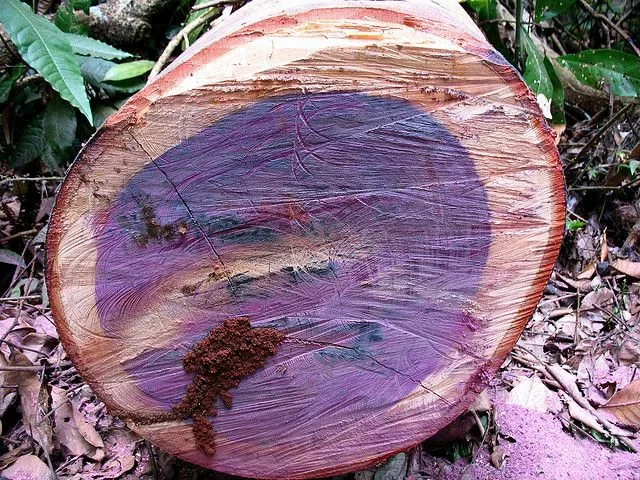 Gỗ Purple Heart là 1 trong 10 loại gỗ đắt nhất thế giới