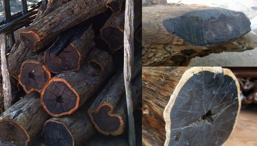 Gỗ Mun Đen (Black Ebony) là một loại cây gỗ đắt nhất thế giới