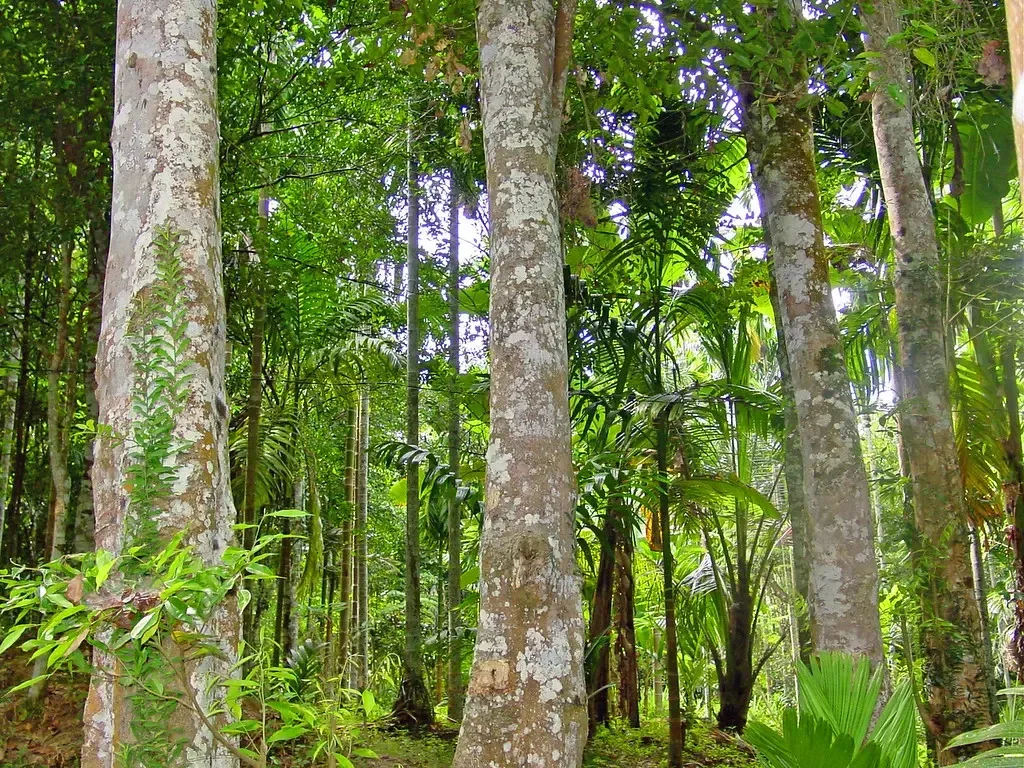 Cây Gỗ Trầm Hương hay cây Dó Bầu là loại cây thân gỗ lớn, có thể cao khoảng 20-30m và có đường kính thân cây trên 60cm