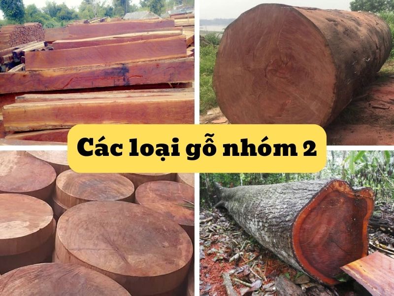 Các loại gỗ nhóm 2